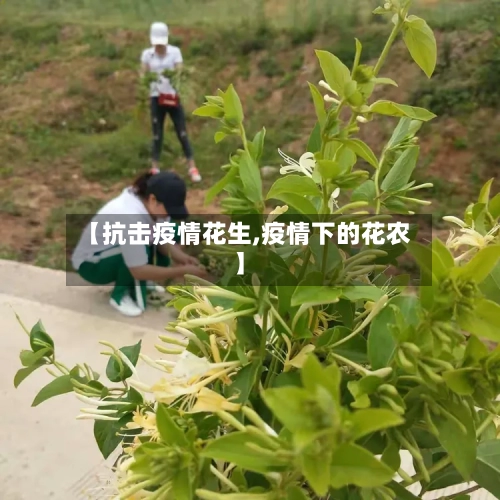 【抗击疫情花生,疫情下的花农】