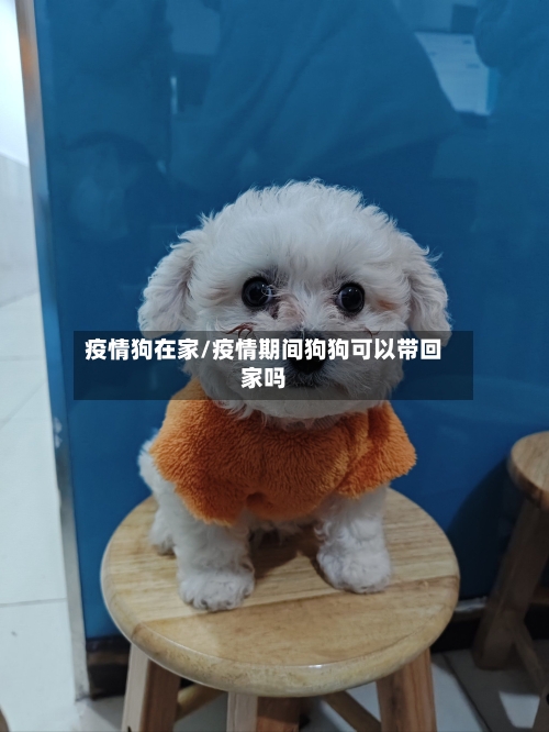 疫情狗在家/疫情期间狗狗可以带回家吗-第3张图片