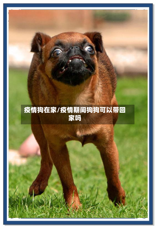 疫情狗在家/疫情期间狗狗可以带回家吗