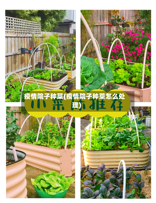 疫情院子种菜(疫情院子种菜怎么处理)-第2张图片