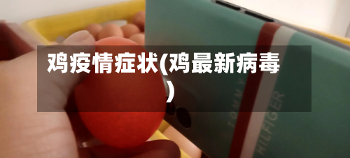 鸡疫情症状(鸡最新病毒)-第2张图片