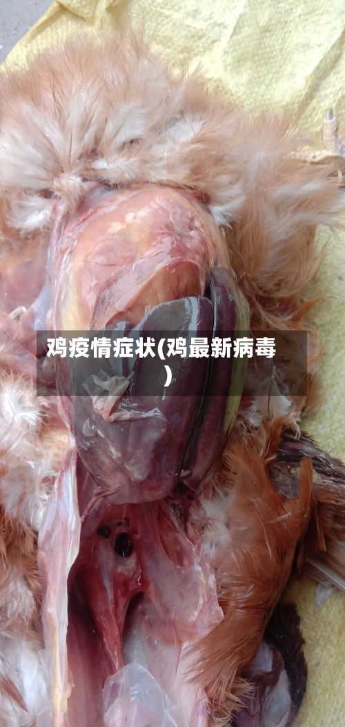 鸡疫情症状(鸡最新病毒)-第3张图片
