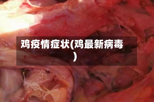鸡疫情症状(鸡最新病毒)