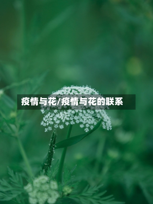 疫情与花/疫情与花的联系-第3张图片