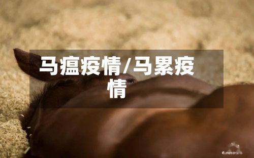 马瘟疫情/马累疫情