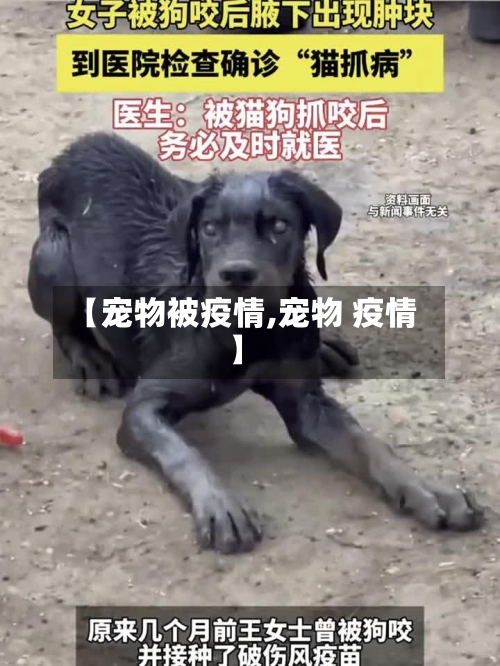 【宠物被疫情,宠物 疫情】