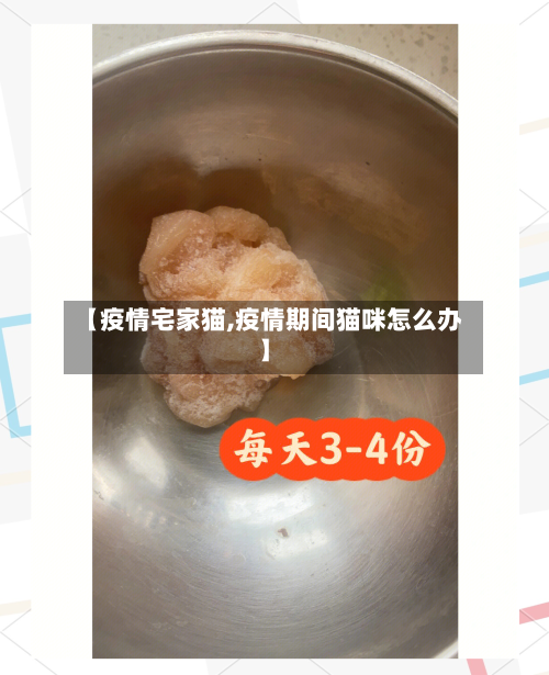 【疫情宅家猫,疫情期间猫咪怎么办】-第2张图片