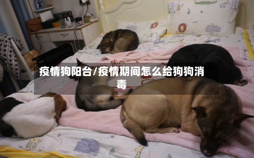 疫情狗阳台/疫情期间怎么给狗狗消毒