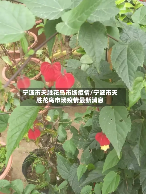 宁波市天胜花鸟市场疫情/宁波市天胜花鸟市场疫情最新消息-第2张图片