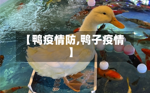 【鸭疫情防,鸭子疫情】
